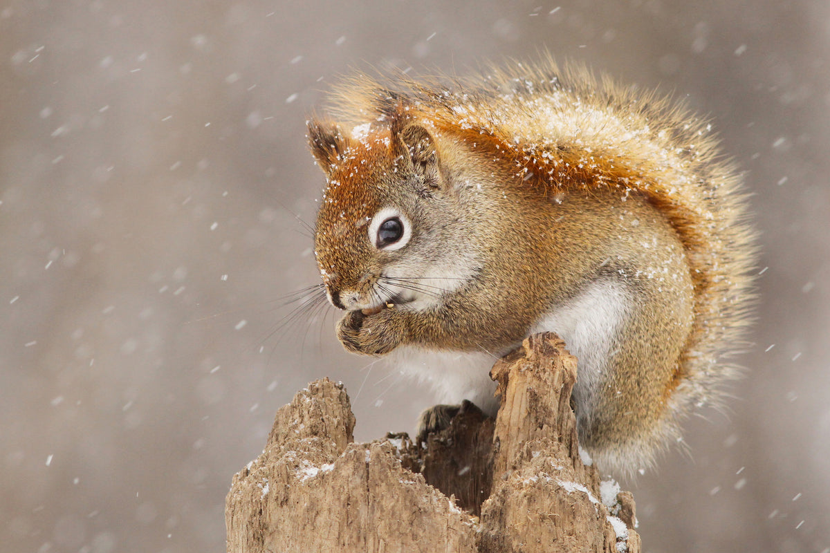 photo-wallpaper-snow-storm-x