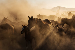 photo-wallpaper-wild-horse-herd-in-golden-dust-at-sundown
