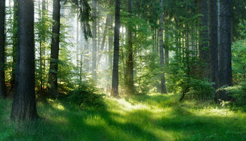 photo-wallpaper-sunlit-forest-glade-with-morning-mist-over-fresh-green-grass