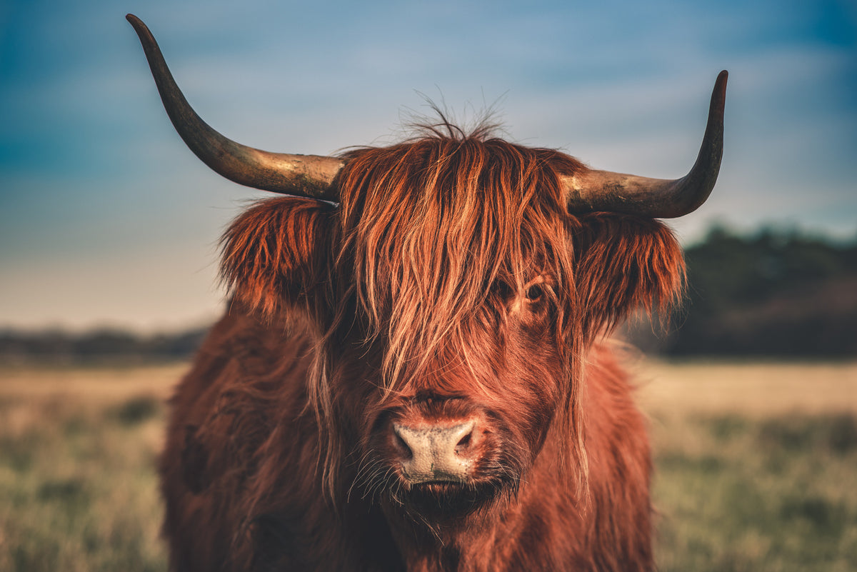 photo-wallpaper-highland-cattle-portrait-2