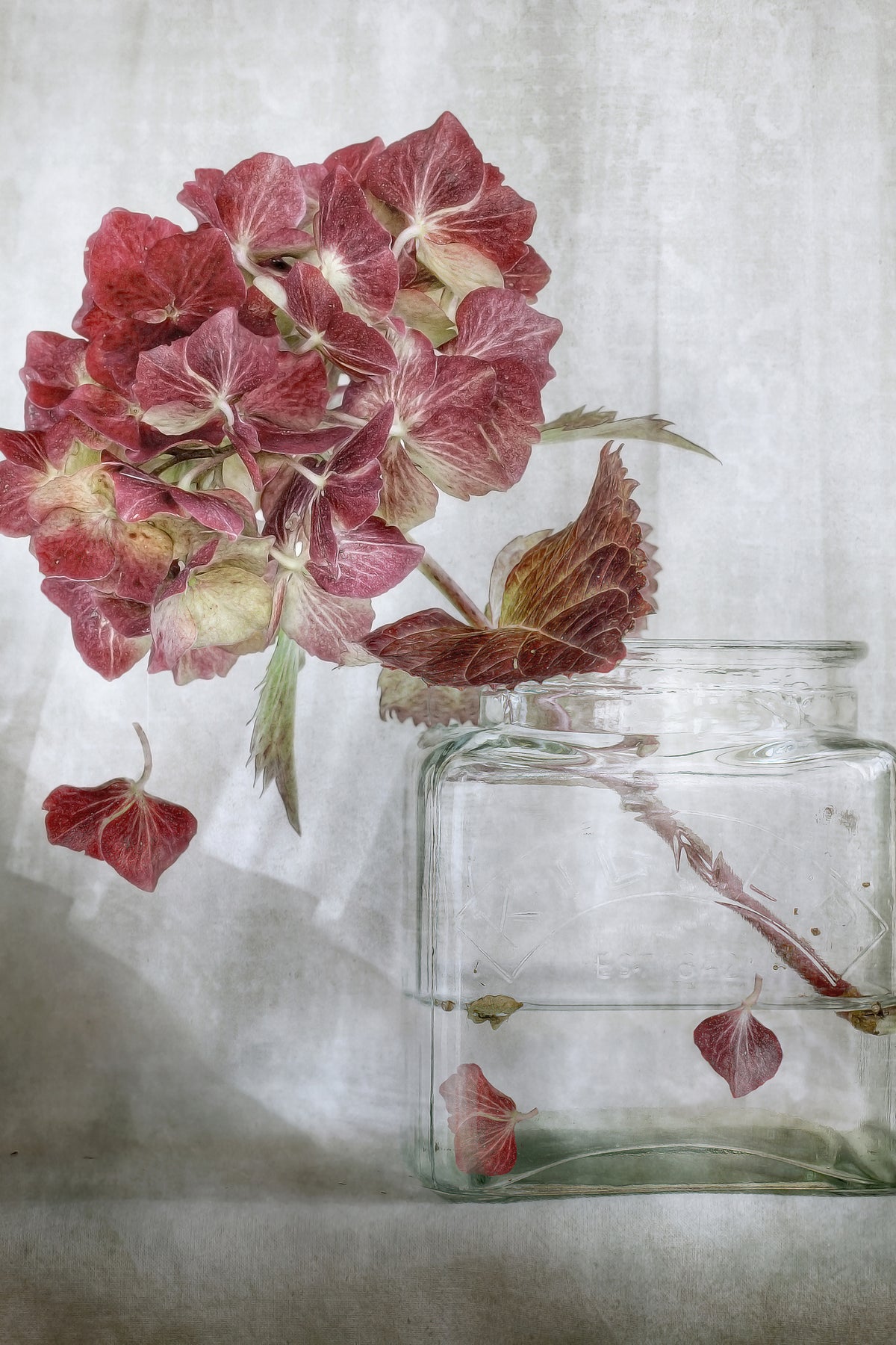 photo-wallpaper-hydrangea-xaa