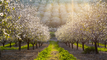 photo-wallpaper-sunny-almond-blossoms