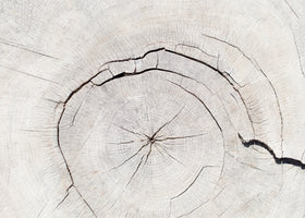 photo-wallpaper-light-wood-grain-texture