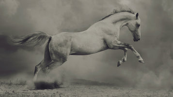 photo-wallpaper-leaping-horse-dust