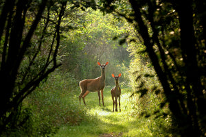 photo-wallpaper-wild-and-free-in-the-forest
