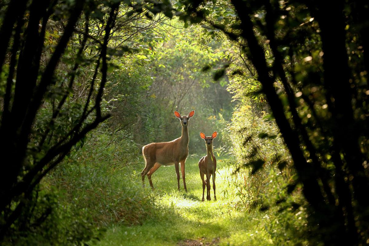 photo-wallpaper-wild-and-free-in-the-forest