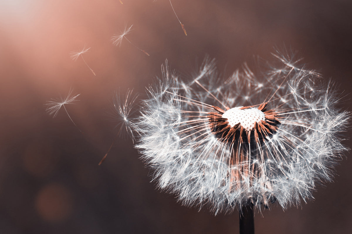 photo-wallpaper-dandelion-in-the-evening-light