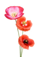 photo-wallpaper-colourful-poppies-x