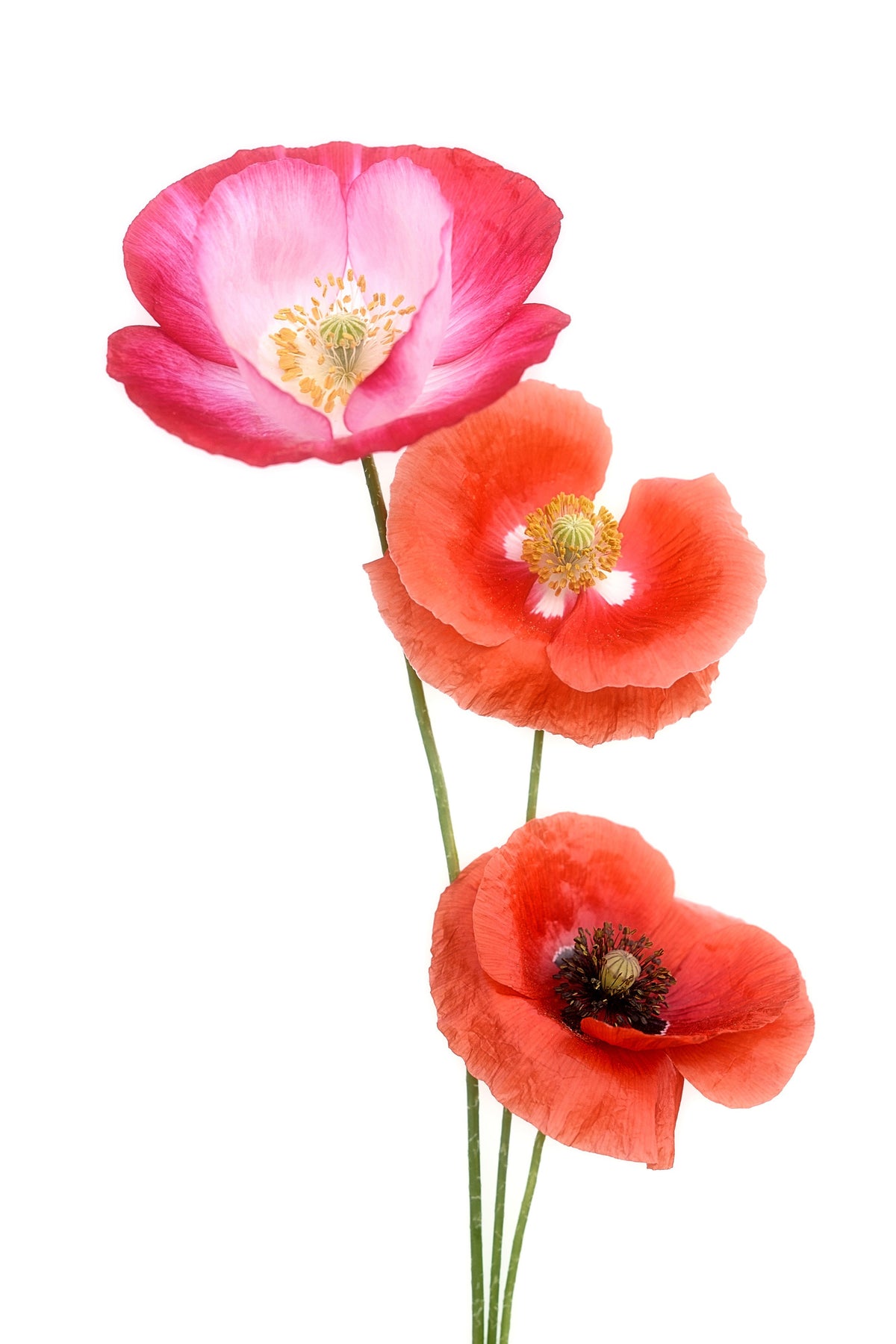 photo-wallpaper-colourful-poppies-x