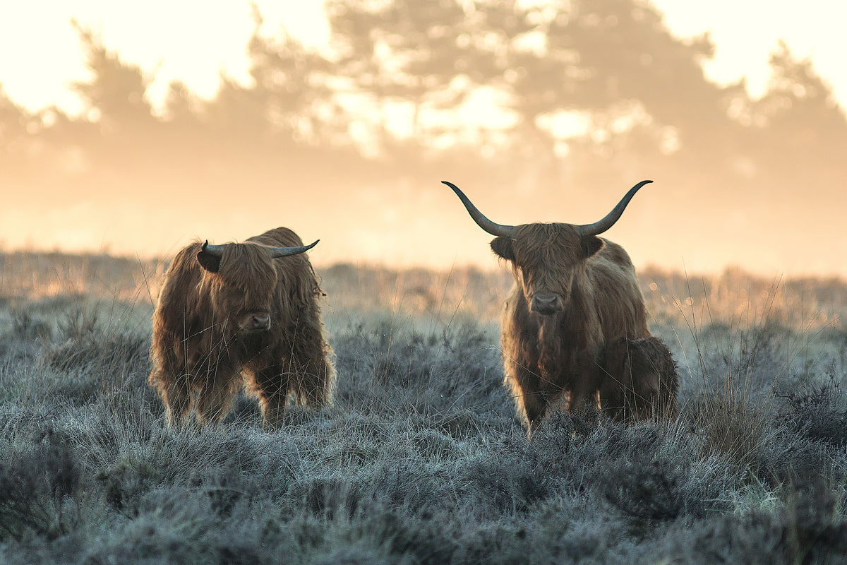 photo-wallpaper-three-highlanders-x
