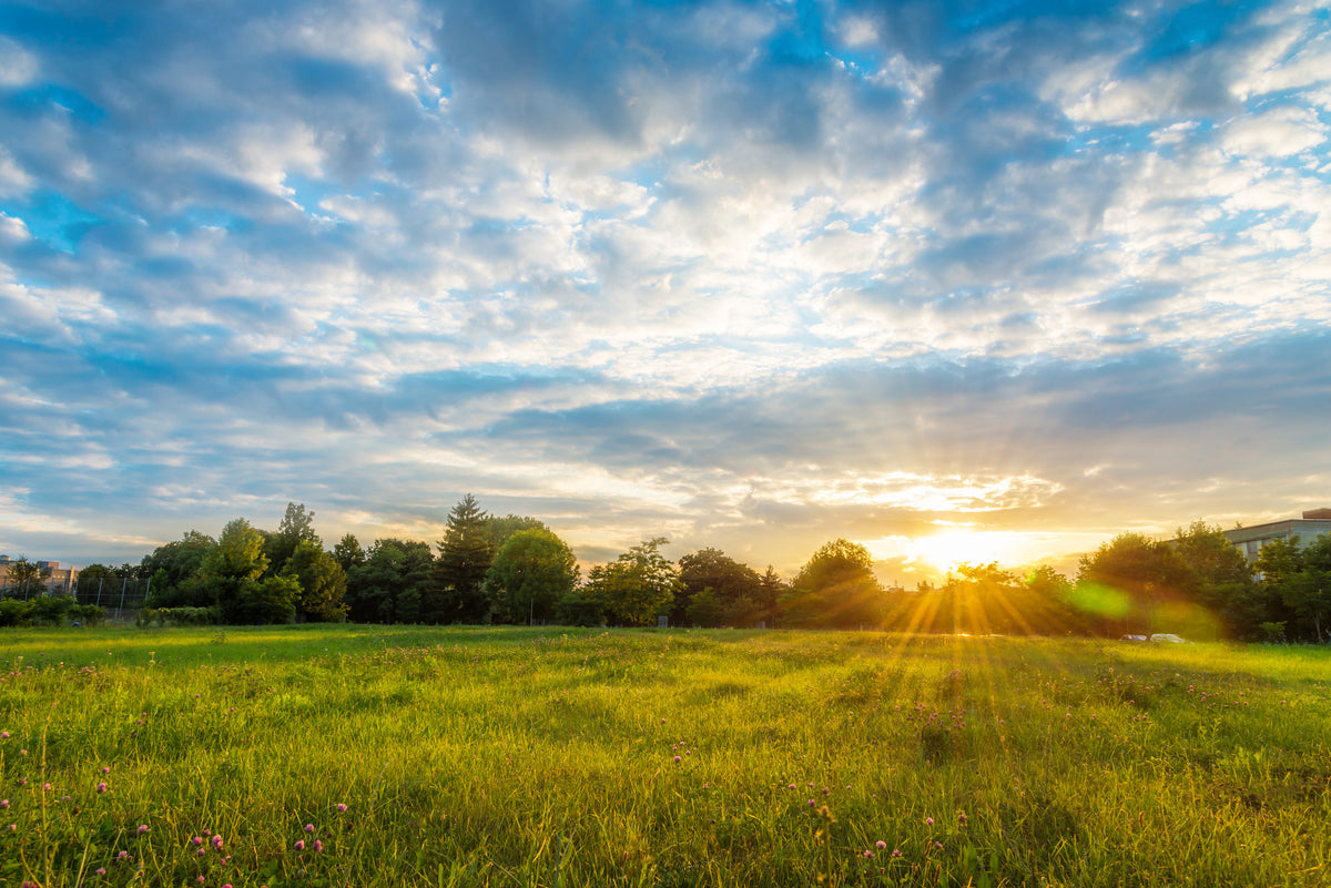 photo-wallpaper-summer-meadow-at-sundown-with-sunbeams-over-the-treeline