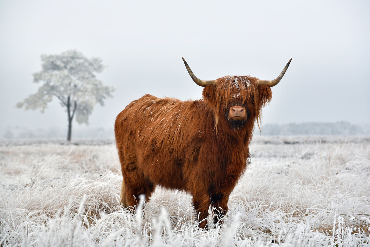 photo-wallpaper-scottish-highlander-in-a-natural-winter-landscape