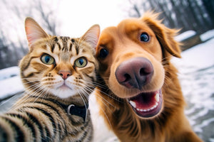 photo-wallpaper-cat-and-dog-best-friends-taking-a-selfie-shot-generative-ai