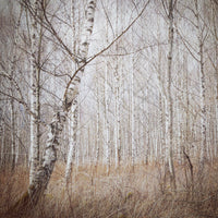 photo-wallpaper-birch-forest-x