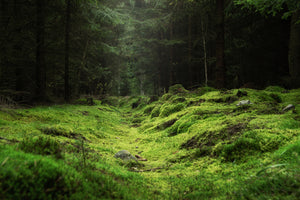 photo-wallpaper-beautiful-and-peaceful-forest-with-green-moss-covering-the-forest-floor