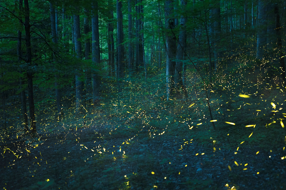 photo-wallpaper-forest-firefly-glow
