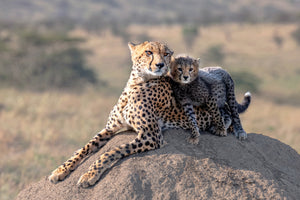 photo-wallpaper-cheetah-and-cup-x