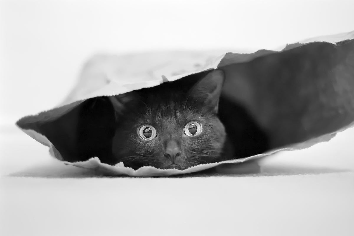 photo-wallpaper-cat-in-a-bag-x