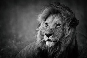 photo-wallpaper-regal-x