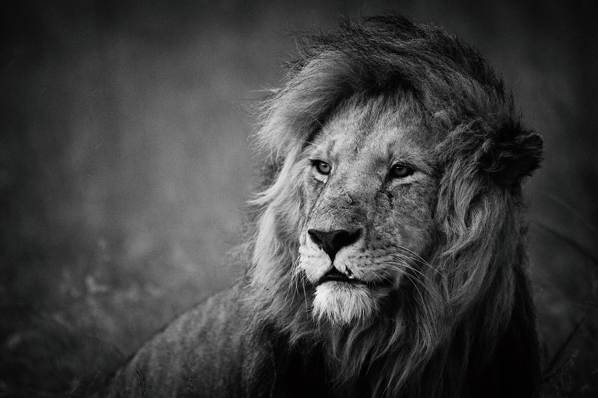 photo-wallpaper-regal-x