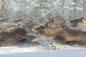 photo-wallpaper-running-reindeer-herd