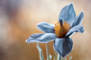 photo-wallpaper-pasque