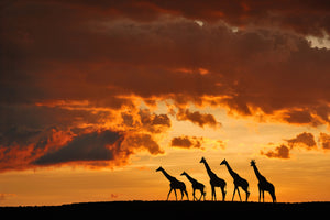 photo-wallpaper-five-giraffes-x