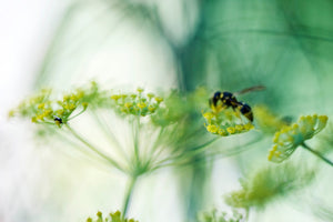 photo-wallpaper-xxl-parsnip