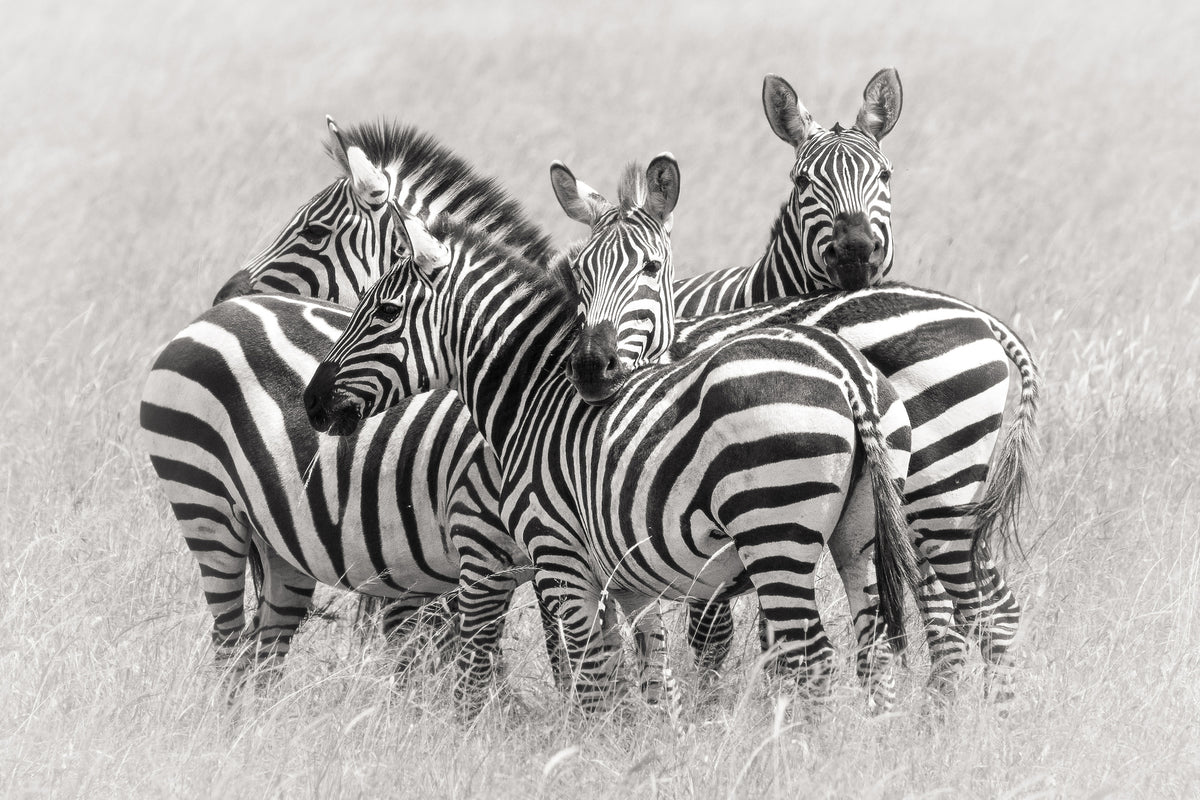 photo-wallpaper-zebras-x