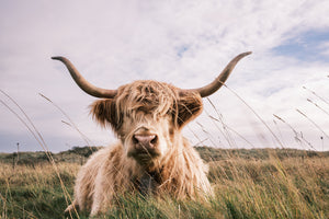 photo-wallpaper-scottish-highland-cow