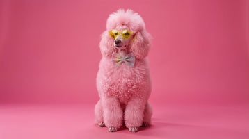 photo-wallpaper-pink-poodle-in-yellow-sunglasses-and-a-glittery-bow-tie