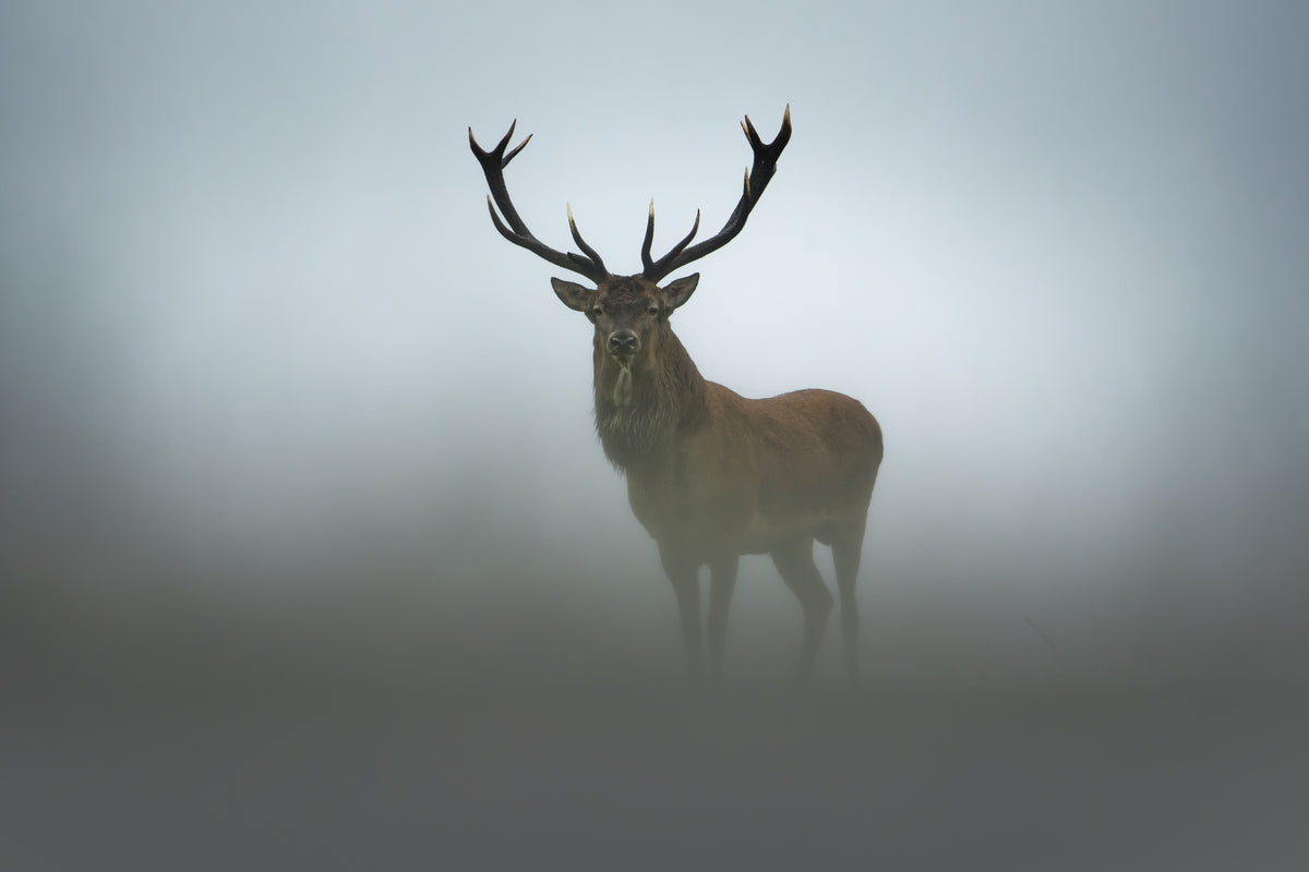photo-wallpaper-majestic-stag-in-fog