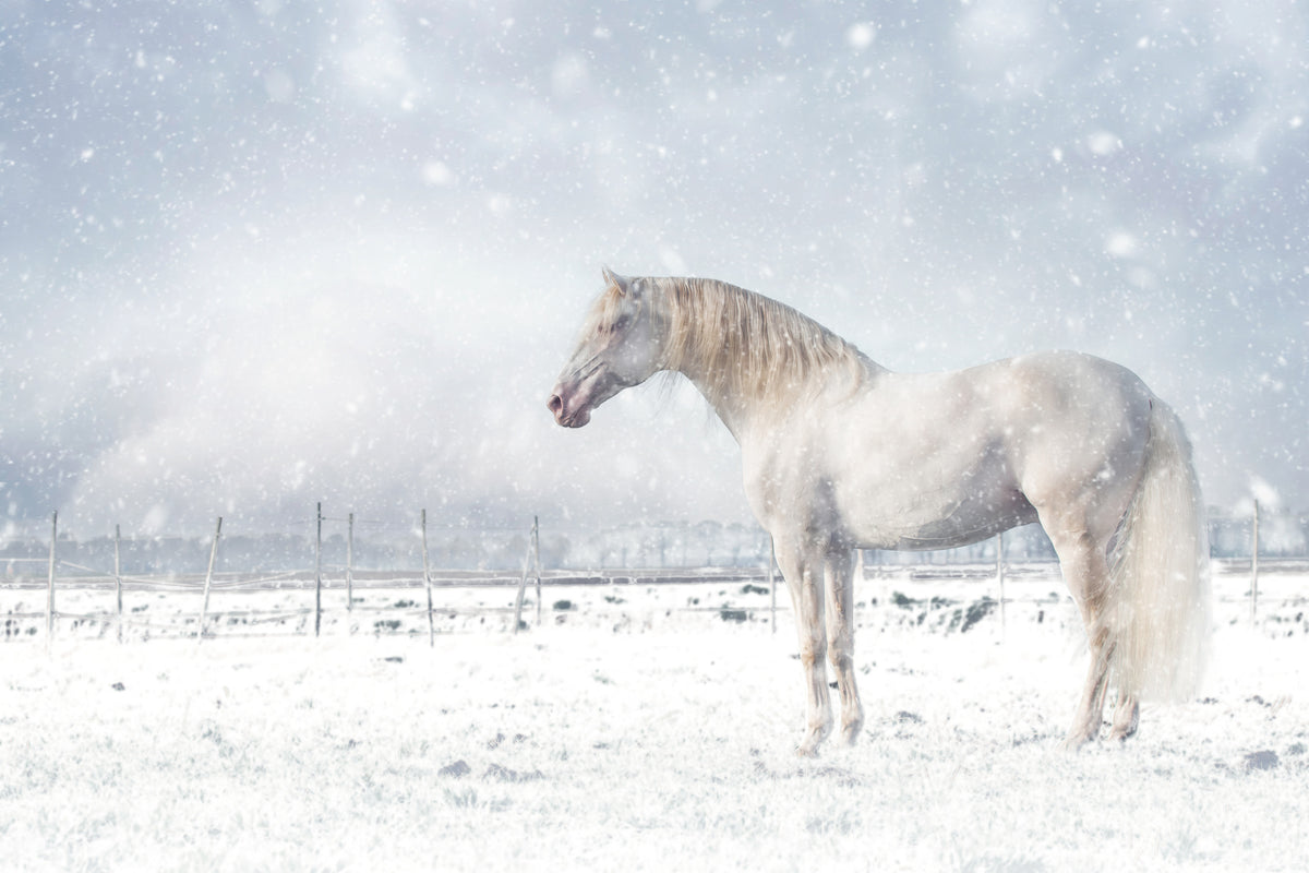photo-wallpaper-white-horse-snowfall