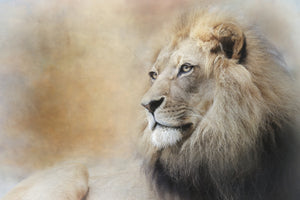 photo-wallpaper-majestic-lion-gaze