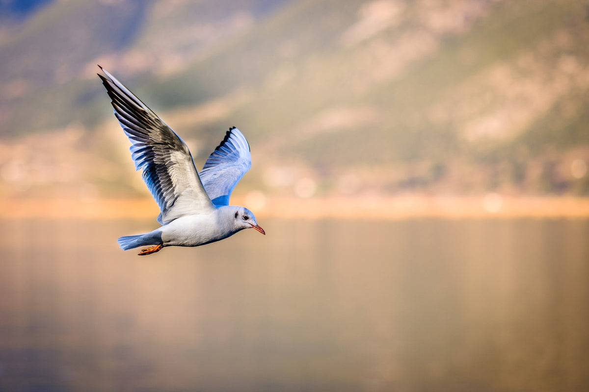 photo-wallpaper-the-flying-seagull