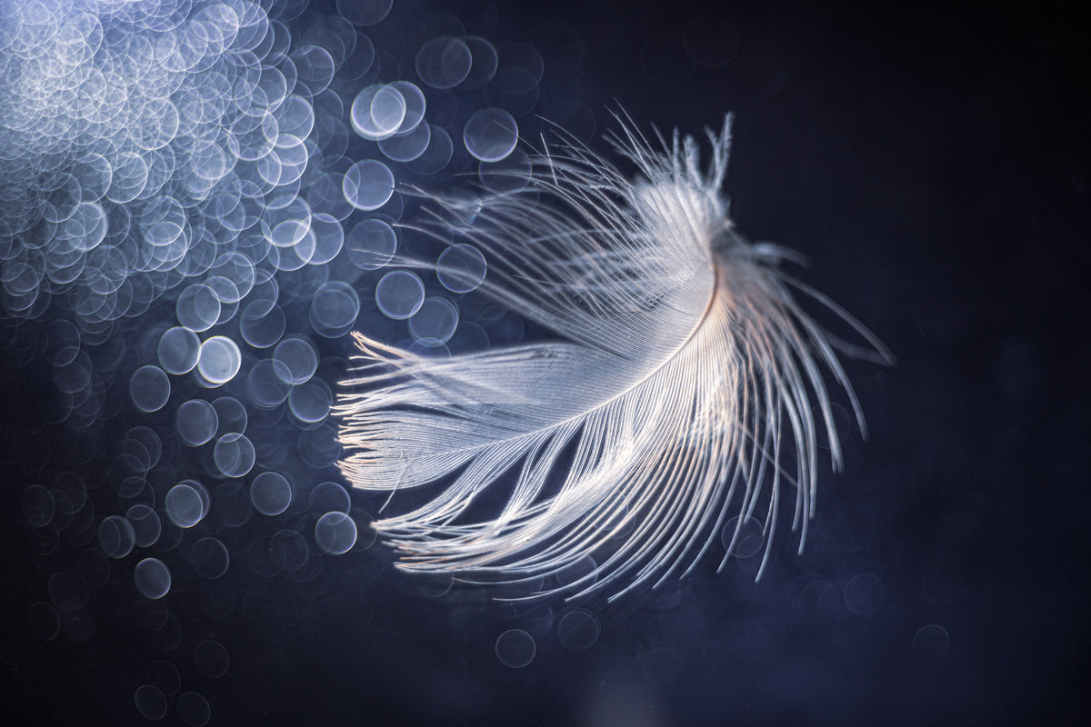 photo-wallpaper-ethereal-feather-light