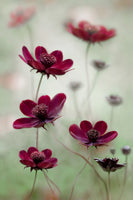 photo-wallpaper-cosmos-sway-x