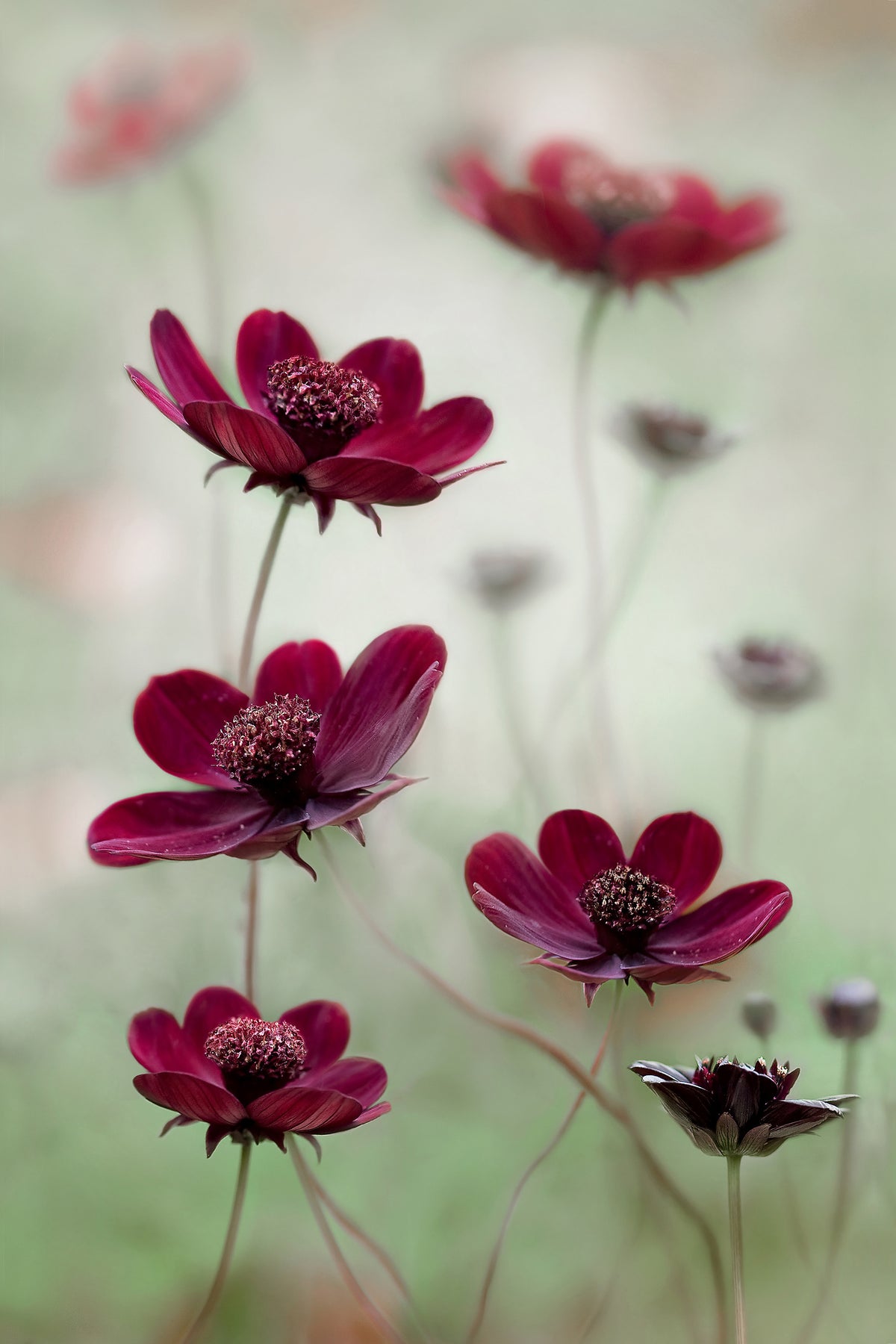 photo-wallpaper-cosmos-sway-x