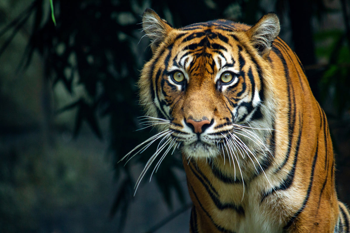photo-wallpaper-proud-sumatran-tiger-prowling-towards-the-camera