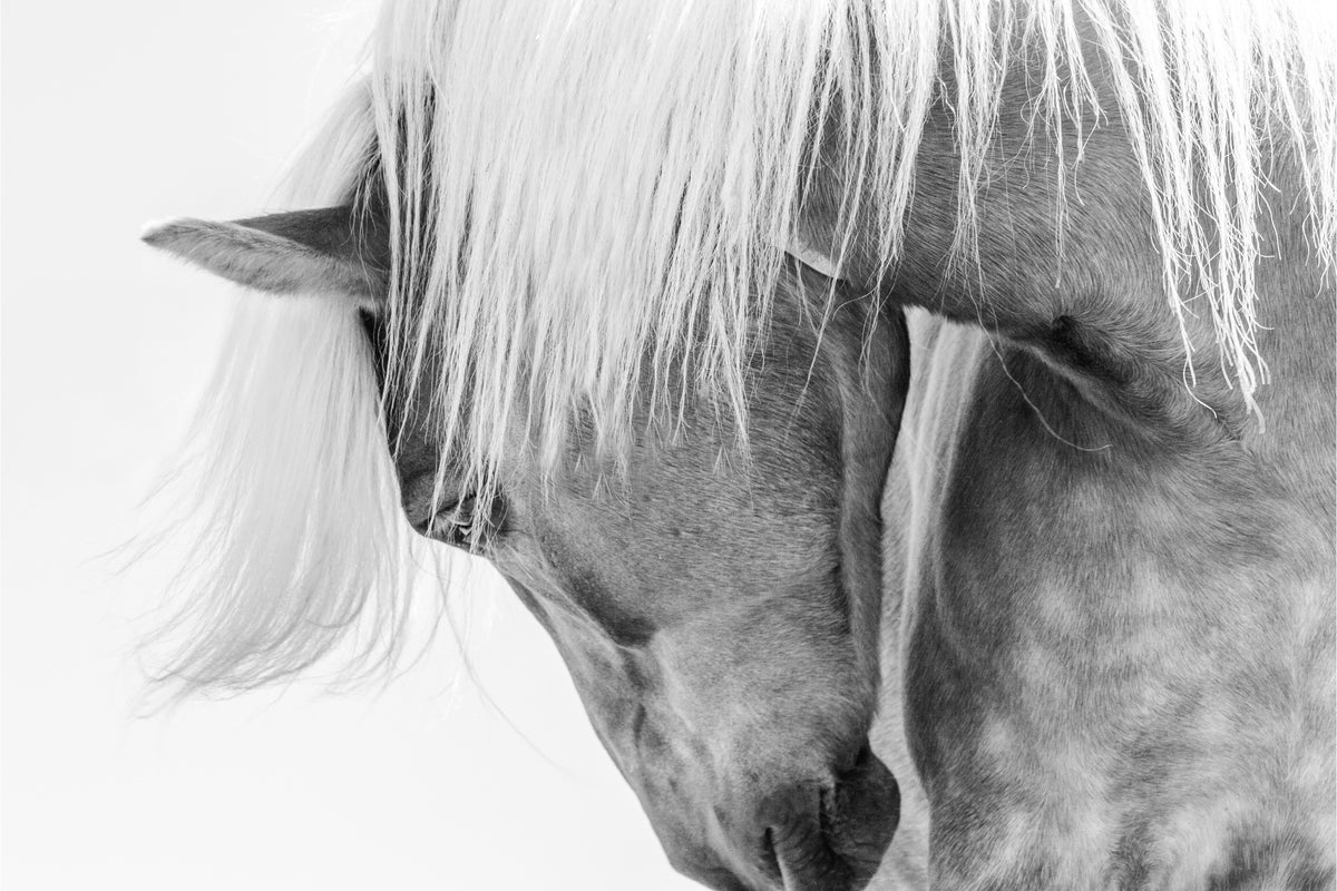 photo-wallpaper-serene-horse-portrait