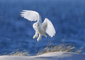 photo-wallpaper-snowy-owl-in-flight
