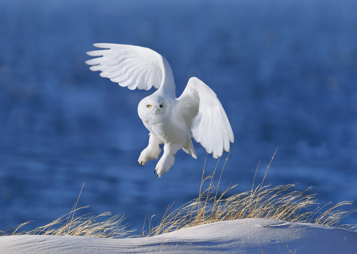 photo-wallpaper-snowy-owl-in-flight