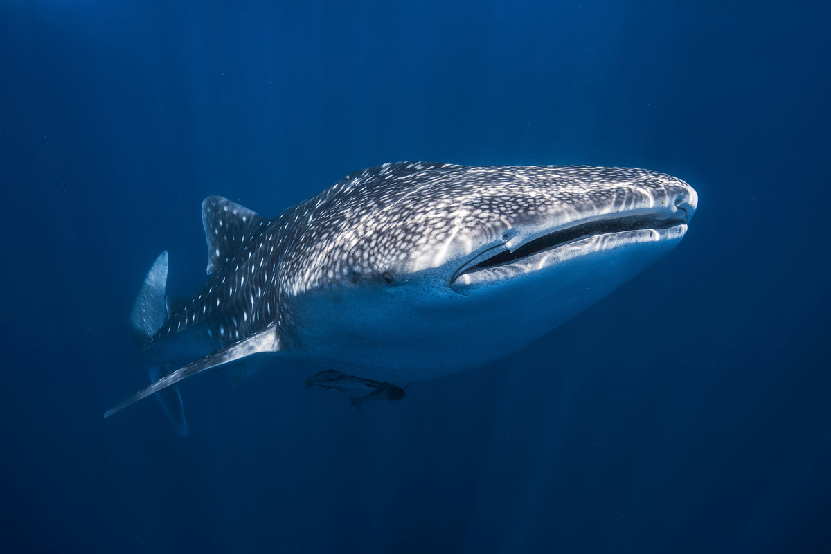 photo-wallpaper-whale-shark