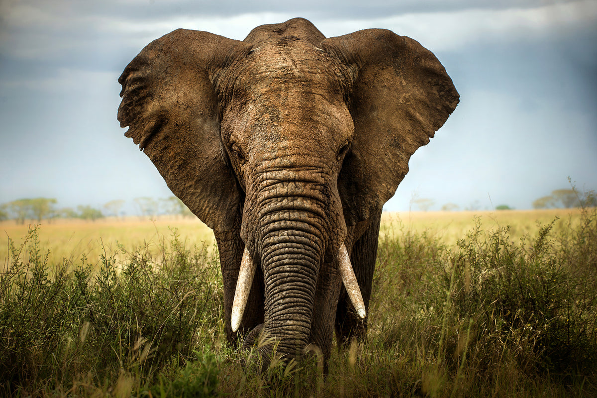 photo-wallpaper-encounters-in-serengeti-x