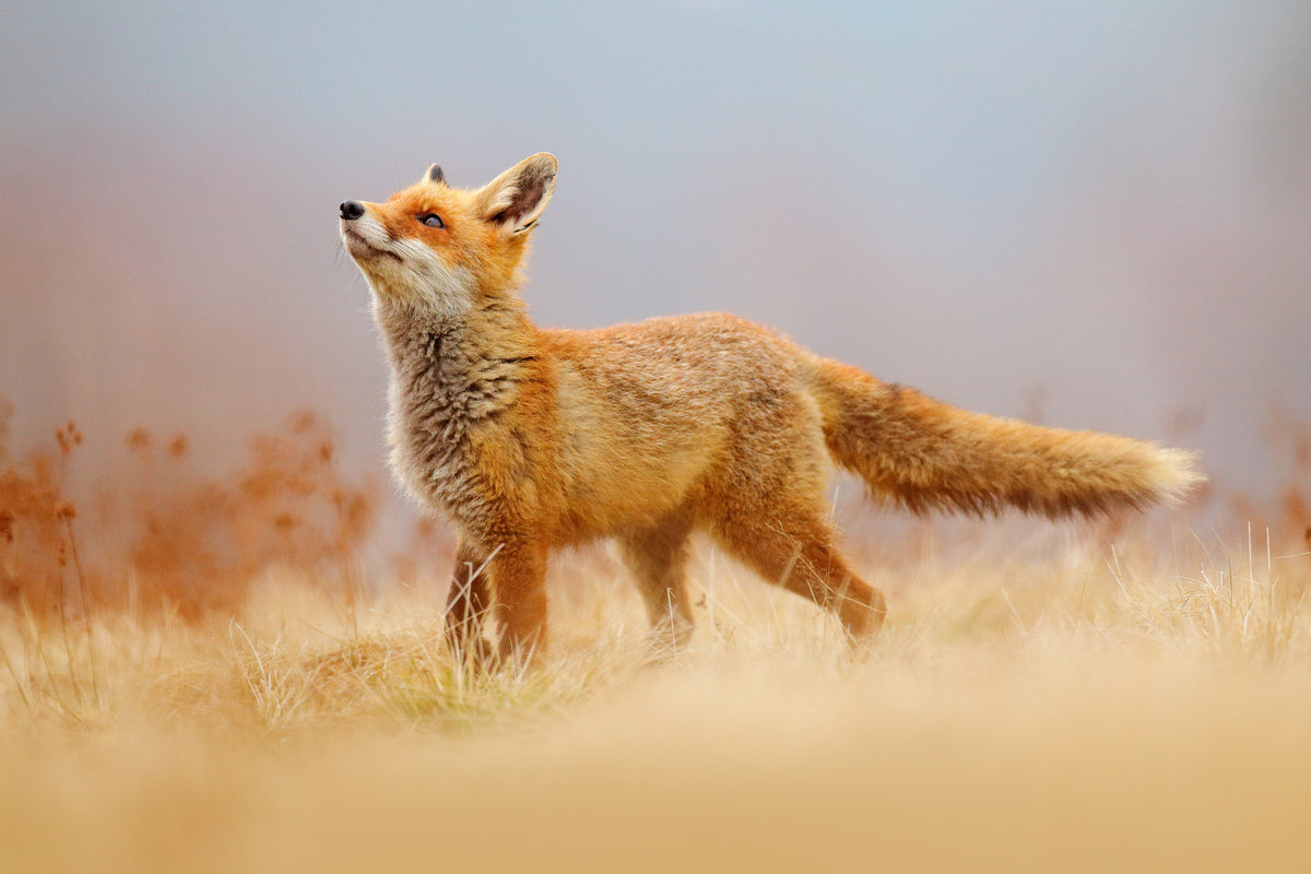 photo-wallpaper-red-fox-in-golden-grass-gazing-upward-into-soft-light
