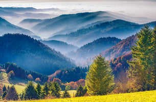 photo-wallpaper-black-forest-autumn-colors-and-haze