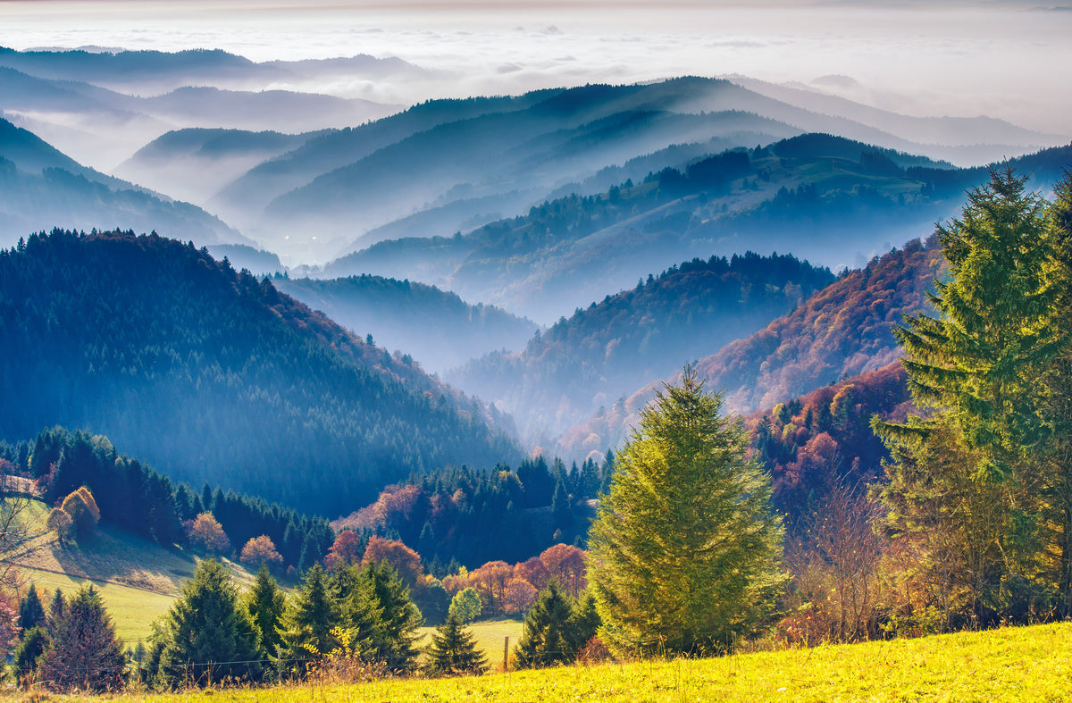 photo-wallpaper-black-forest-autumn-colors-and-haze