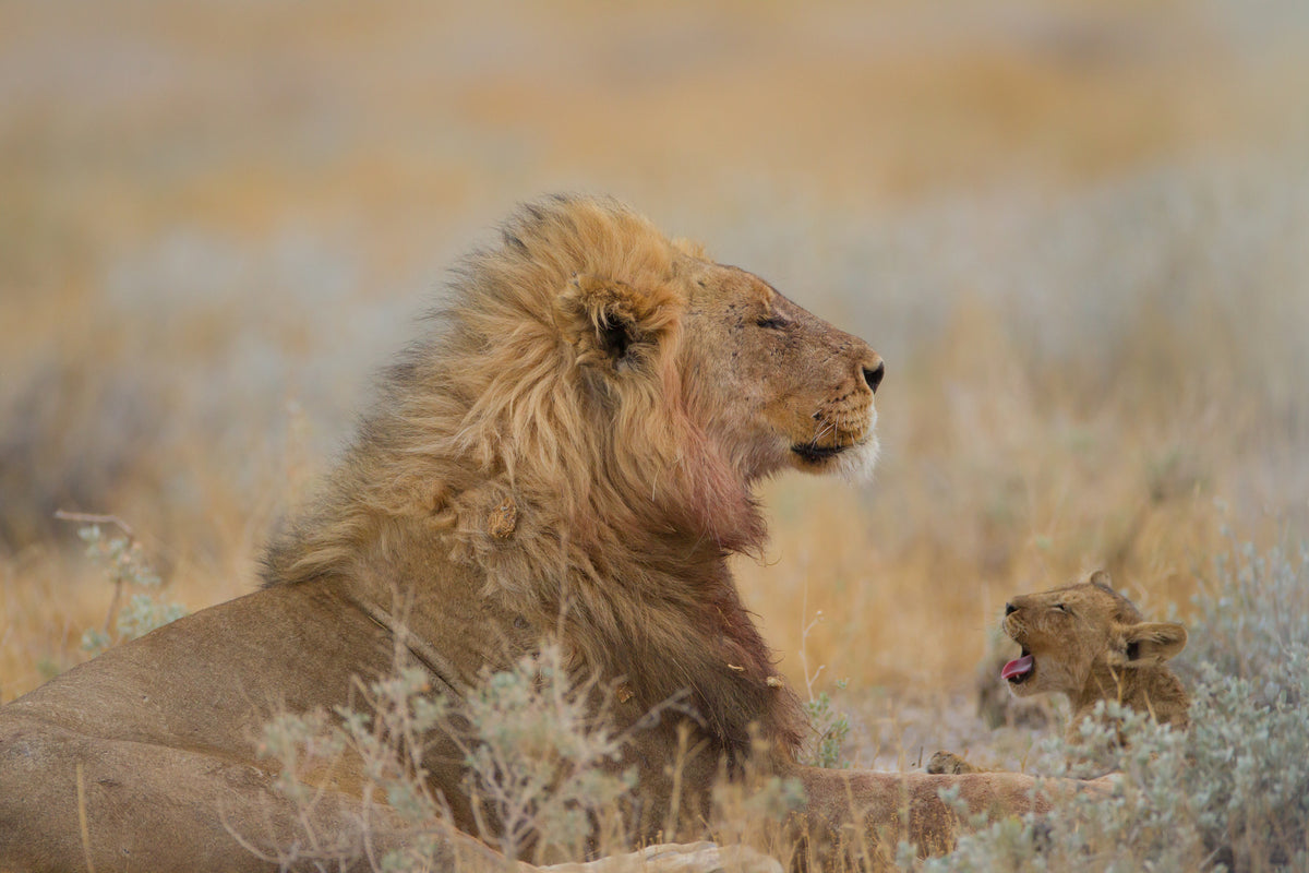 photo-wallpaper-sleeping-lion-yawning-cub