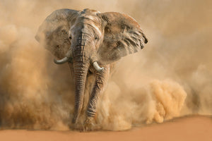 photo-wallpaper-majestic-elephant-dust-cloud