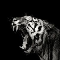 photo-wallpaper-primal-yawn-4-x